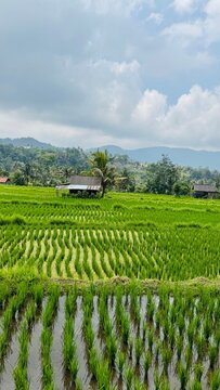 Rice terrace Bali