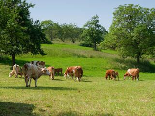 Fototapeta premium Troupeau de vaches allemandes, paraissant être des Vorderwälder au rameau pie rouge des montagnes avec leur bovins pâturant dansun verger du Markgräflerland en Allemagne du sud