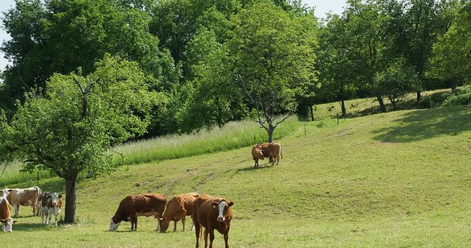 Vaches de diverses races allemandes dont des Vorderw&auml;lder au rameau pie rouge des montagnes paturant dans un champ de verger parsem&eacute;e de pommiers   