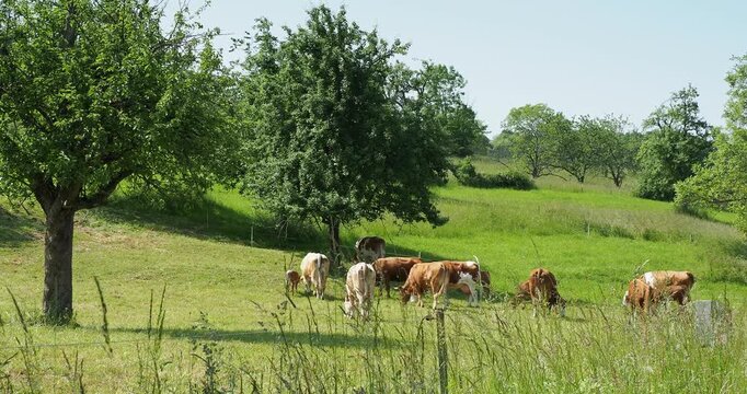Troupeau de vaches et jeunes bovins en For&ecirc;t Noire en Allemagne, probablement des Vorderw&auml;lder, pie rouge des montagnes, paturant all&egrave;grement dans un champ verdoyant peupl&eacute; de vieux pommiers  

