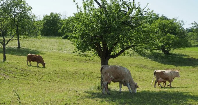 Un troupeau de vaches de race Vorderw&auml;lder broutant paisiblement l'herbe d'un verger de for&ecirc;t Noire en Allemagne du sud
