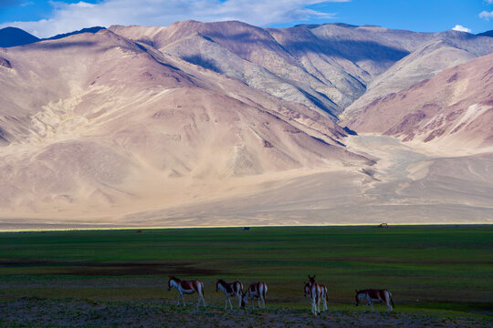 mountain landscape with kiang