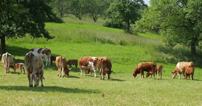 Des vaches Vorderw&acirc;lder avec leur bovins, pie rouge des montagnes, broutant dans un pr&eacute; verdoyant au milieu de verges parsem&eacute;s de noyers, pommier et poiri&eacute; du Markgr&auml;flerland en Allemagne du sud