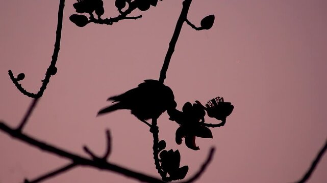 Silhouette of a bird perched on a branch with flowers against a pink sunset sky.