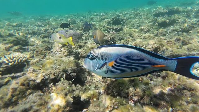 Stunning slow-motion footage of a Sohal Surgeonfish swimming through shallow waters over a vibrant coral reef. The video highlights its distinctive horizontal stripes, blue-edged fins, and orange patc