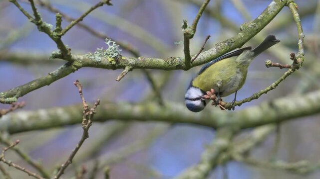Blue Tit (Cyanistes caeruleus) eating the buds of a tree. March, Kent, UK [Slow motion x5]