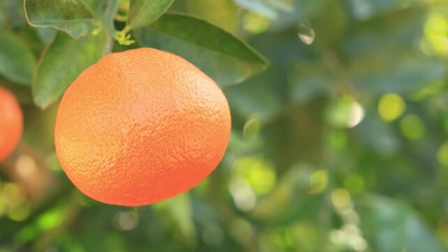 mandarin fruit on mandarin tree