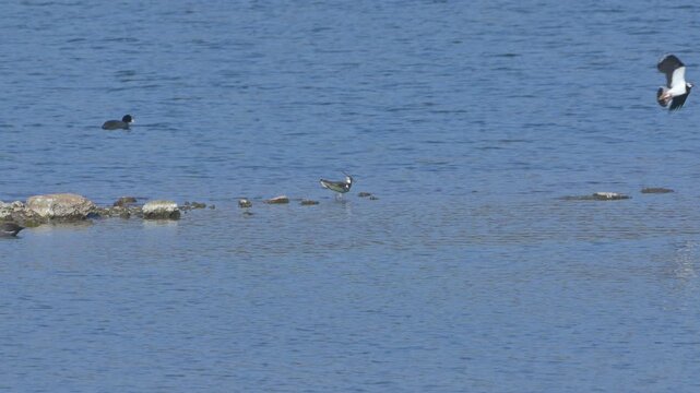 Lapwing (Vanellus vanellus) being dive bombed and chased away by another. March, Kent, UK [Slow motion x5]