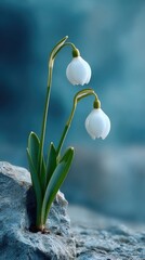 Beautiful snowdrop flowers grow with green leaves in a winter garden against an abstract blurred background that allows for additional text placement
