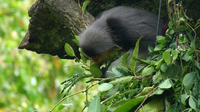 Close up shot of an adult red-shanked douc langur feeding on fresh green leaves.