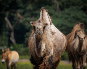 Eurasian Eagle Owl perched on a thick tree trunk in a natural woodland environment. The large owl shows striking orange eyes, prominent ear tufts and finely patterned brown and gray plumage, perfectly