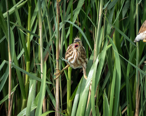 Obraz premium Little bittern in active take off among tall green reeds in a wetland habitat. The compact heron shows distinctive streaked plumage and spread wings while lifting from dense marsh vegetation. Captured