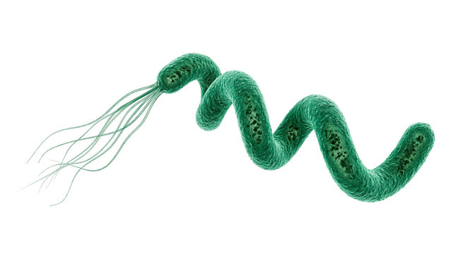 Detailed 3D rendering of a vibrant green spiral bacterium with multiple flagella, isolated for scientific study and medical diagnostics, high-resolution PNG