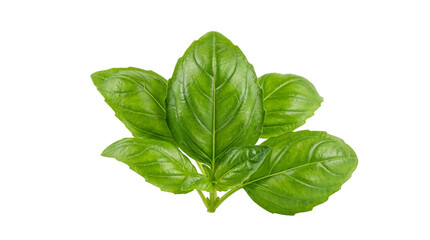 Fototapeta premium Fresh vibrant green basil leaves, a culinary herb ingredient, naturally isolated PNG on transparent background for cooking and healthy food