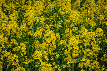 Obraz premium Bright Yellow Flowers Fill a Field in Spring Under Clear Skies, Showing Nature's Vibrant Colors and Life