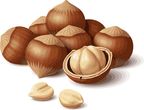 Create a realistic Hazelnuts vector art with white background..