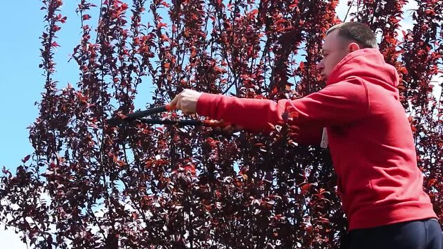 Gardener pruning plum tree with garden shears among red leaves in backyard. tree trimming. outdoor plant maintenance concept. Plum Pissardi, purple-leaved.