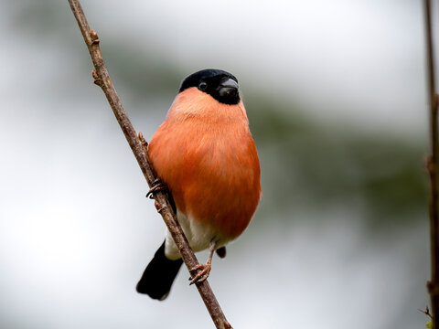 Gimpel, Dompfaff, Eurasian bullfinch