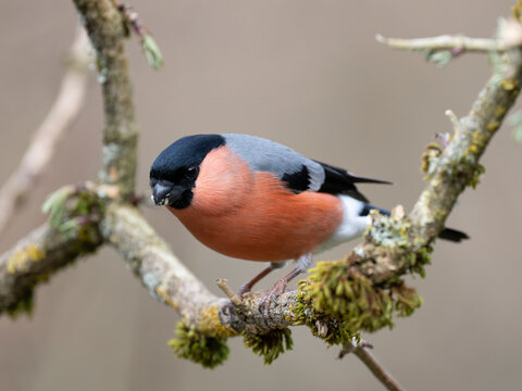 Gimpel, Dompfaff, Eurasian bullfinch