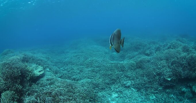A batfish swimming in tropical blue water over a coral reef surrounding Lady Elliot Island on the Southern Great Barrier Reef, Queensland.