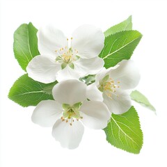 Naklejka premium White apple blossom flowers blossoms leaves leaf.