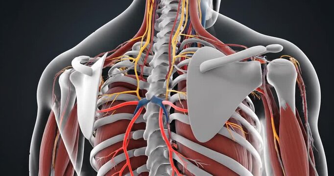 Detailed anatomical illustration showcasing human muscles, nerves, and circulatory system in a dark background