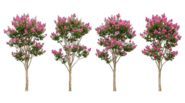 Ornamental trees, pink flowers, crape myrtle, lagerstroemia indica, horizontal row, isolated, black background featuring four beautiful blooming summer trees for garden landscaping.
