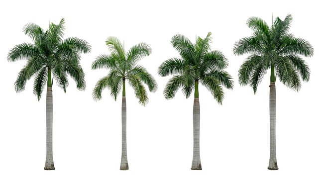 Royal palm, palm tree, tropical tree, isolated, cutout, roystonea regia, exotic plant. Four tall Royal palm trees in a row isolated on a black background for graphic design.