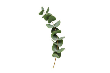 Fresh green eucalyptus branch with round leaves, naturally isolated PNG on transparent background, perfect for botanical design elements © Evans