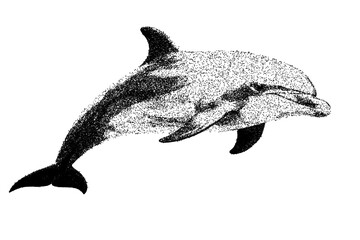 Black and white dolphin illustration isolated with clipping path. © Hnnylanb
