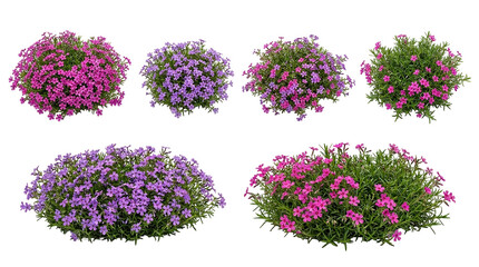 Creeping Phlox, Phlox subulata, pink flowers, purple flowers, isolated on black, garden plants, ground cover. Vibrant collection of blooming spring bushes for garden design.