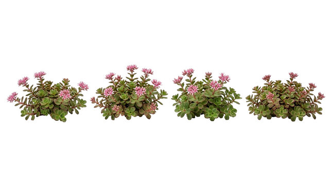 Sedum spurium, Stonecrop, Succulent, Pink flowers, Groundcover, Garden plant, Isolated on black. A set of four vibrant stonecrop plants with blooming foliage for landscape design.