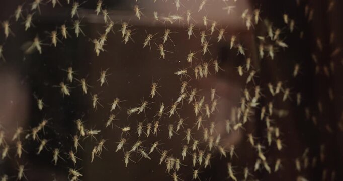 Mosquito swarm at summer on the glass