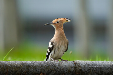 Eurasian hoopoe bird with crest © alsamyn