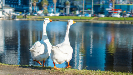 Two white geese walking along the shore of a city lake with reflections © Наталья Добровольска