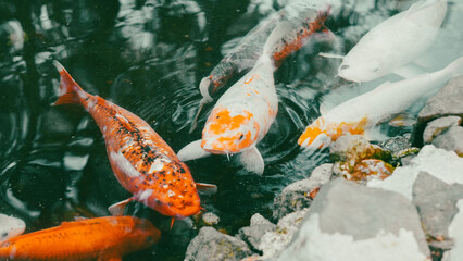 Colorful koi fish swimming in a tranquil pond surrounded by rocks © Наталья Добровольска