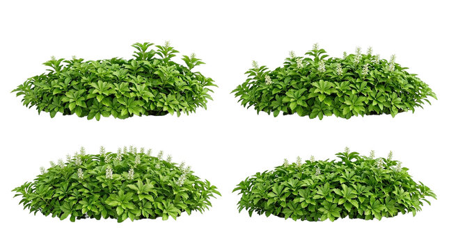 pachysandra terminalis, japanese spurge, isolated, ground cover, evergreen, plant, shrub collection for garden landscaping and architectural visualization with white flower spikes.
