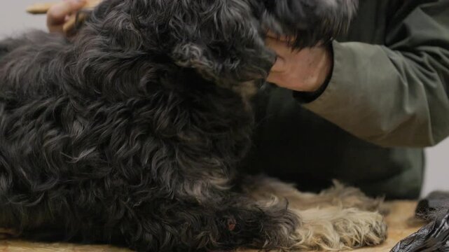 Professional groomer combing a black bouvier des flandres dog