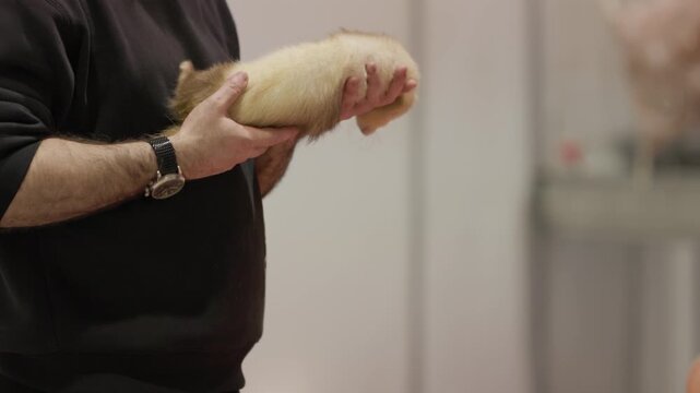 Man holding and cuddling cute ferret