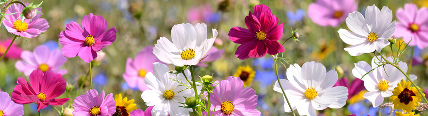 Garten 1557 © K.-U. Häßler