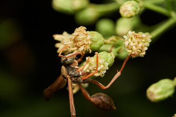 Orange wasp collecting pollen on delicate white flower