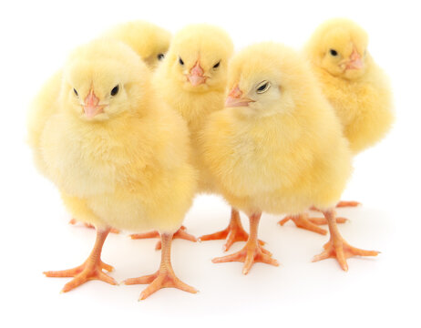 Five small yellow chicks standing together isolated on white background