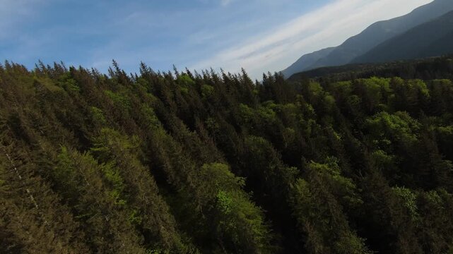 FPV drone flight skimming close to trees on a mountain hillside, weaving above green meadows and forest edge, revealing rolling ridges under bright blue sky.