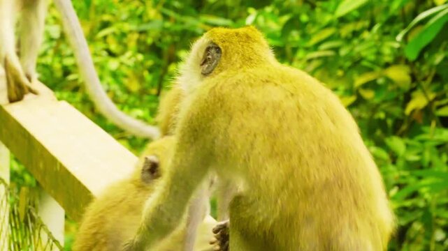The monkey is an intelligent and playful animal belonging to the primate family, closely related to humans and apes. Monkeys are found in many parts of the world, especially in tropical forests, 