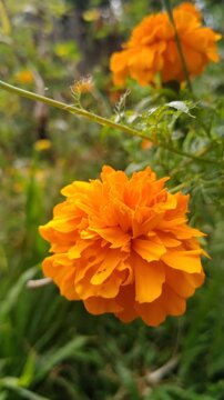 Close-Up Nature Video Bright Orange Marigold Flowers Blooming in Garden,Natural garden setting. Fresh tropical marigolds with detailed petals moving gently in natural light.