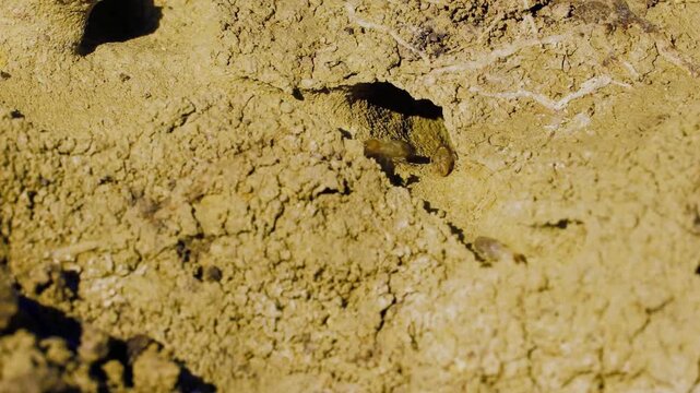 The Moorish Gecko (Tarentola mauritanica) is a small, nocturnal lizard native to North Africa and the Mediterranean region, including parts of Spain, Portugal, and Morocco. Recognizable by its rough, 