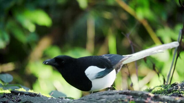 The Magpie is a striking bird known for its bold black and white plumage, long tail, and intelligent behavior. Belonging to the crow family (Corvidae), magpies are highly social and widely distributed