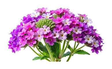 Obraz premium Beautiful Bouquet of Verbena Flowers in Shades of Pink, Purple and White