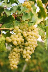 Fototapeta premium Ripe white grapes growing on vine in sunny vineyard, close up of fresh grape bunch with green leaves in summer countryside wine region agriculture landscape