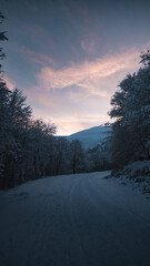 Obraz premium Ski mountaineering path winding through snowy forest at dawn